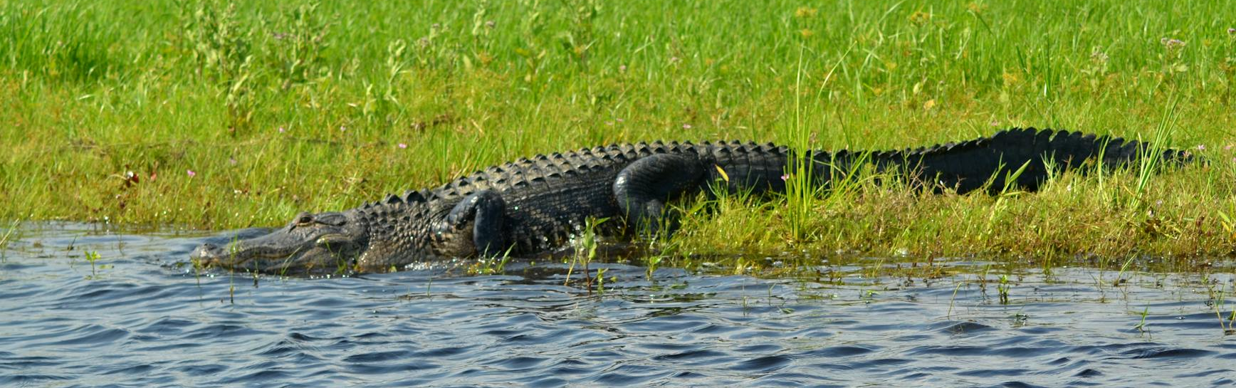 alligator lying on grass by lake shore