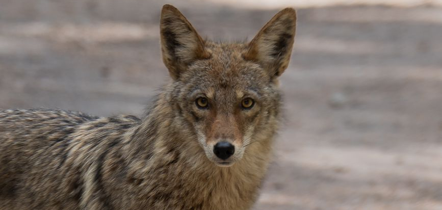 coyote on a dirt road